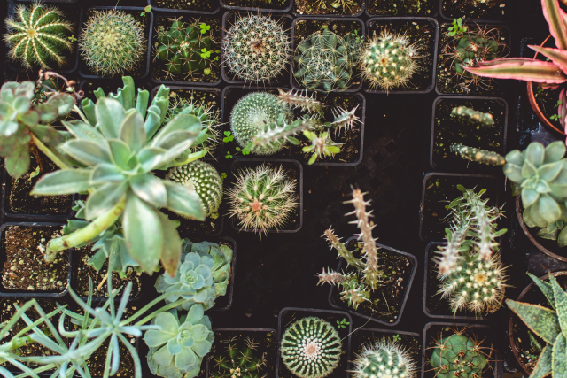 Plantitas para decorar tu cuarto aesthetic